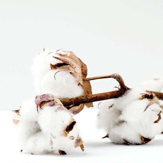 The Seersucker Small Salt Soak by Salacia Salts is featured with two fluffy white cotton bolls on brown stems and dried leaves, highlighting the softness of cotton petals against a clean white background.