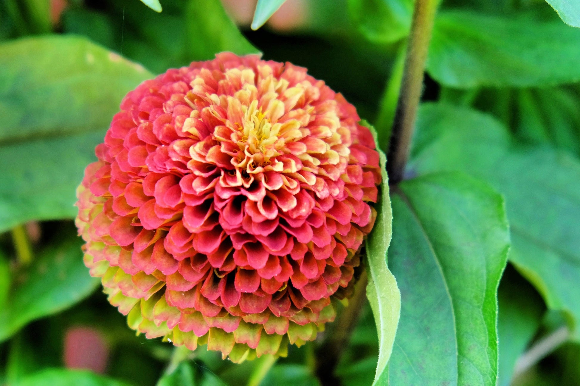 20 Organic QUEENY LIME MIX ZINNIA Elegans Mixed Colors Red Orange Yellow Pink Green Queen Flower Seeds - Blessings Grow Meadows