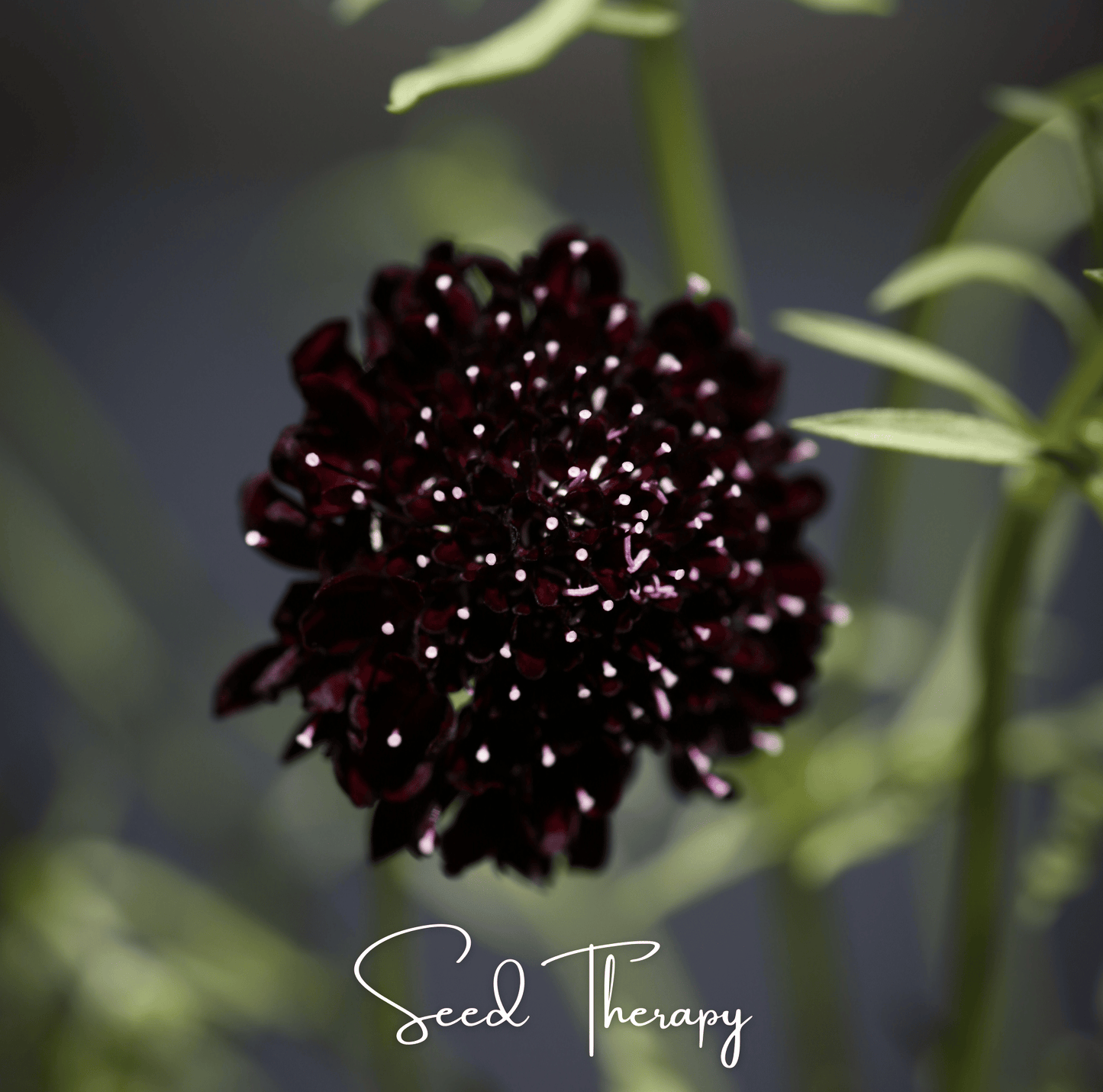 Black Knight Scabiosa seeds from Southern Seeds, showing dark purple flower buds and green foliage on a gardening background.