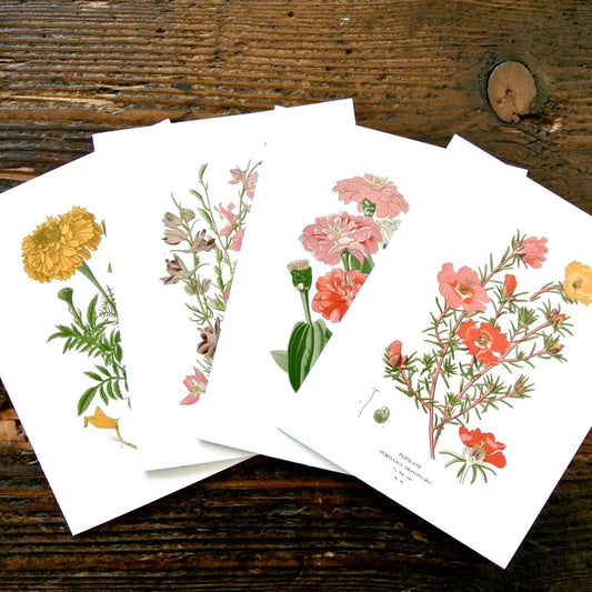 Set of four botanical greeting cards by Seattle Seed Company featuring colorful plant illustrations on high-quality paper.