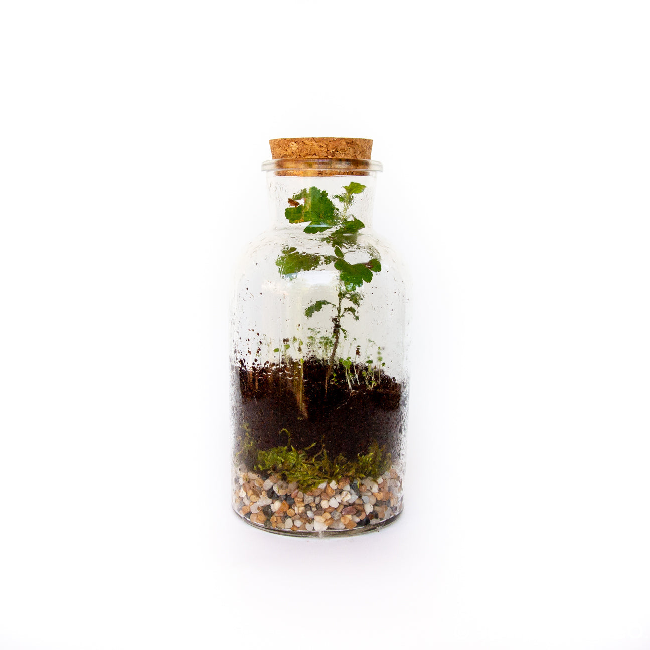 DIY terrarium kit from Seattle Seed Company with glass container, plants, and decorative elements for creating a miniature indoor garden.
