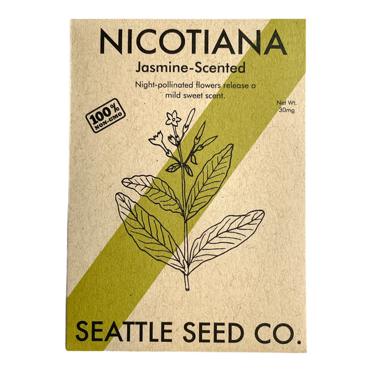 Jasmine-scented Nicotiana flowers from Seattle Seed Company with green leaves and tubular blooms in a garden setting