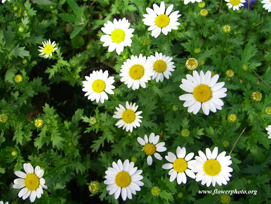 German chamomile herb by Seattle Seed Company, showing fresh chamomile flowers and green leaves in a natural setting.