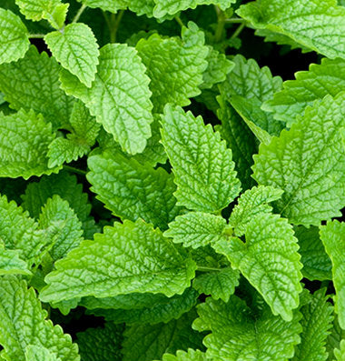 Fresh lemon balm herb from Seattle Seed Company, showcasing vibrant green leaves and aromatic foliage.