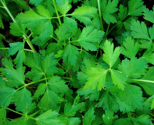 Fresh dark green Italian flat leaf parsley herb from Seattle Seed Company, showcasing vibrant leaves on a sprig.