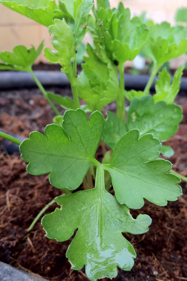 Fresh dark green Italian flat leaf parsley herb from Seattle Seed Company, shown in a close-up image.
