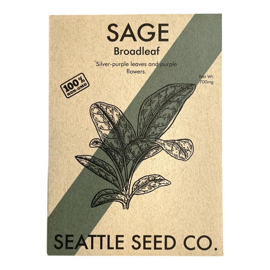 Fresh broadleaf sage herb from Seattle Seed Company, showing vibrant green leaves and textured foliage.
