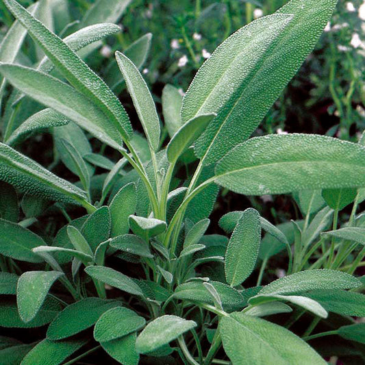 Fresh broadleaf sage herb from Seattle Seed Company, showcasing vibrant green leaves and aromatic foliage.
