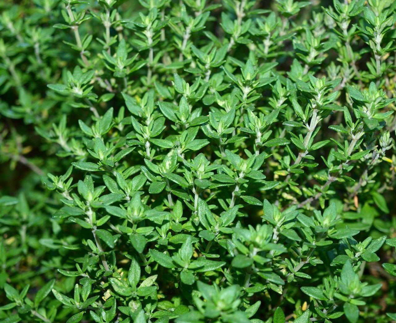 Fresh thyme herb plant from Seattle Seed Company, showing green leaves and woody stems, ideal for culinary use.