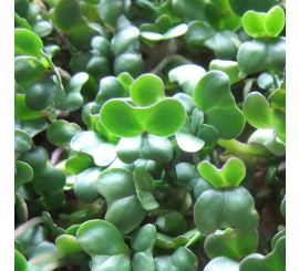 Fresh broccoli microgreens grown by Seattle Seed Company, vibrant green microgreens ready for harvesting.