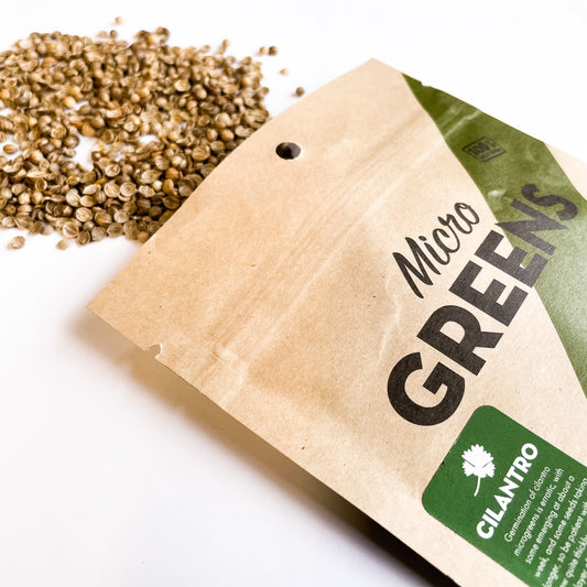 Fresh cilantro microgreens from Seattle Seed Company, vibrant green small herb sprouts for culinary use.