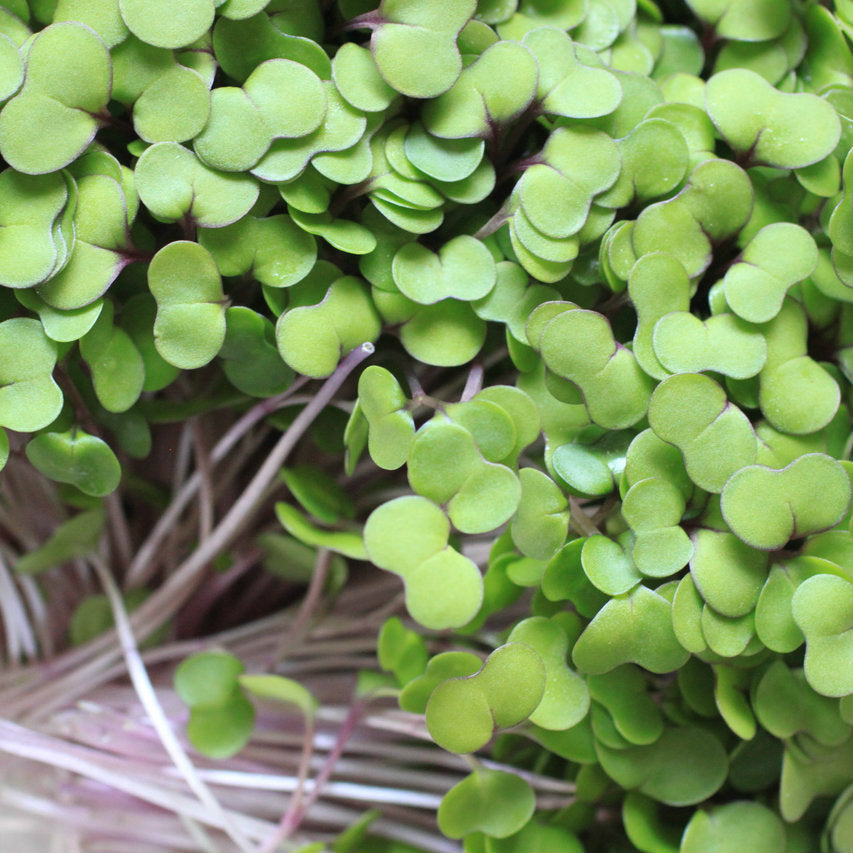 Fresh green kale microgreens from Seattle Seed Company, young leafy microgreens ideal for salads and garnishes