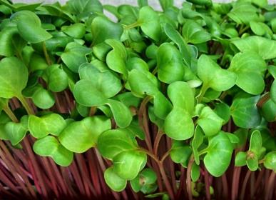 Fresh red radish microgreens by Seattle Seed Company, vibrant young microgreens ready for harvest