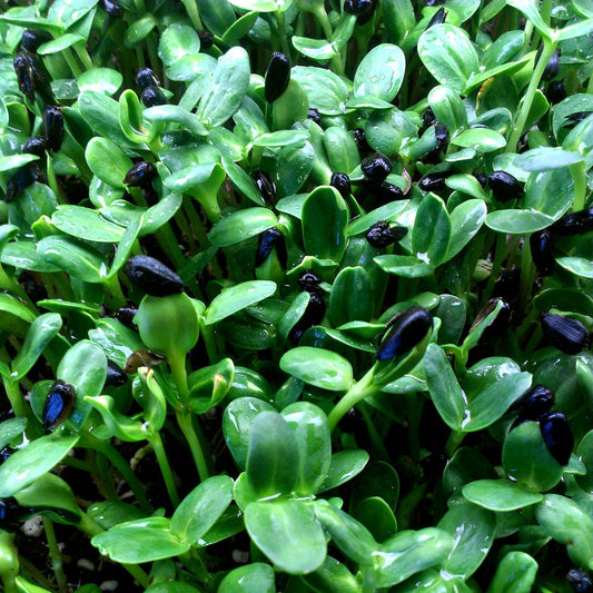 Fresh sunflower microgreens from Seattle Seed Company, showing vibrant green sprouts ideal for microgreen cultivation.
