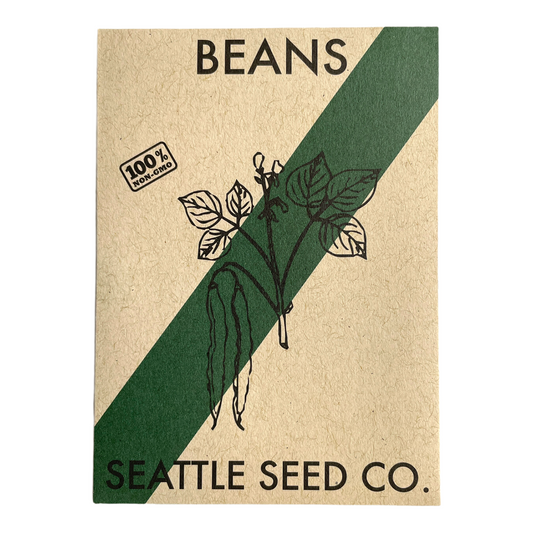 Bush Venice beans from Seattle Seed Company, fresh green vegetable pods on a plant ready for harvest.