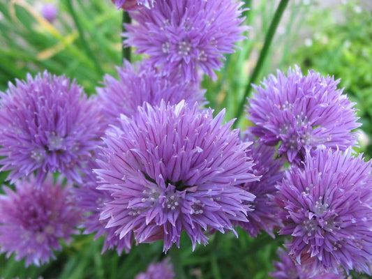 Fresh onion chives from Seattle Seed Company, green herbs with slender leaves, ideal for garnishing and cooking.