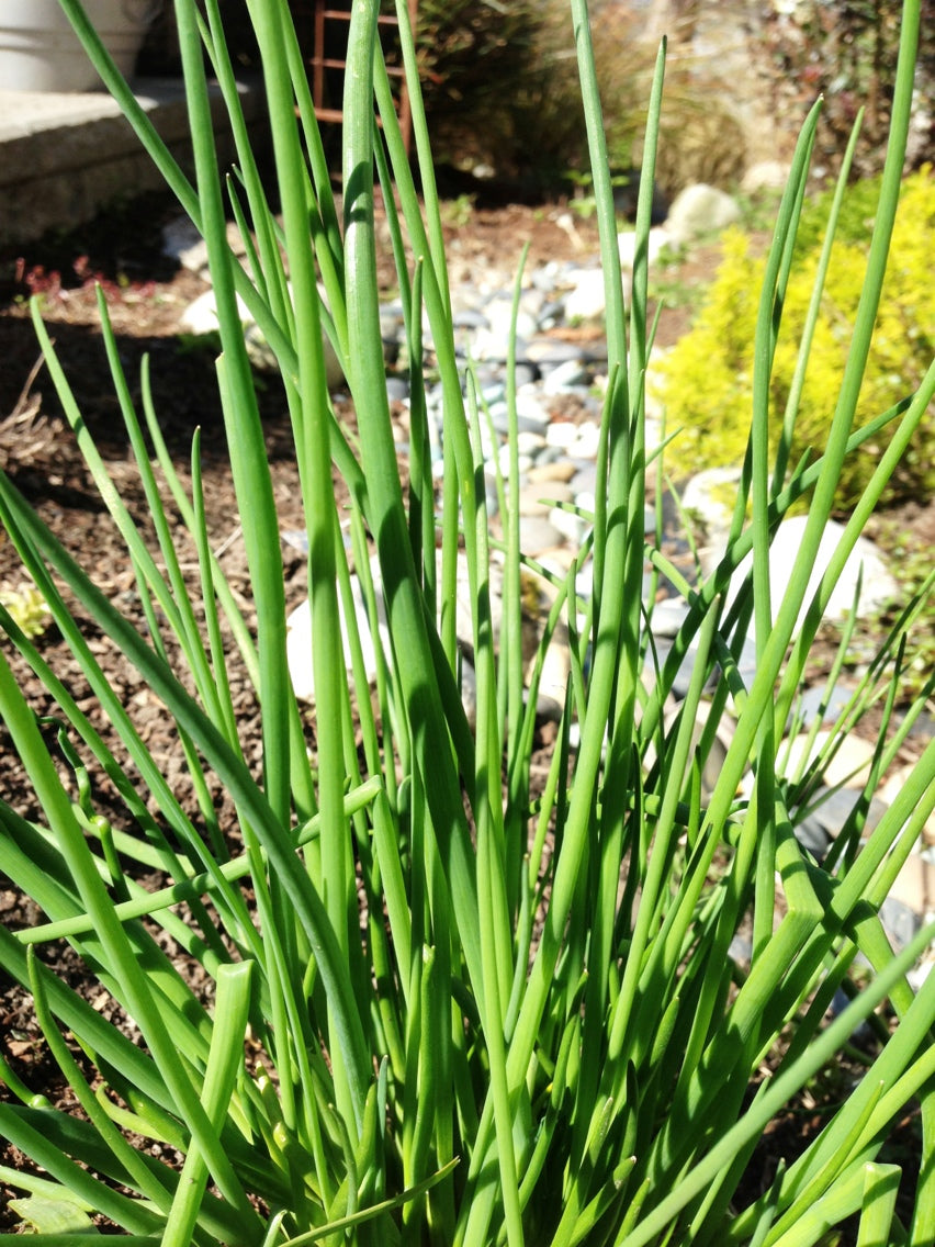Fresh onion chives from Seattle Seed Company, vibrant green vegetables with slender, hollow leaves on a white background.