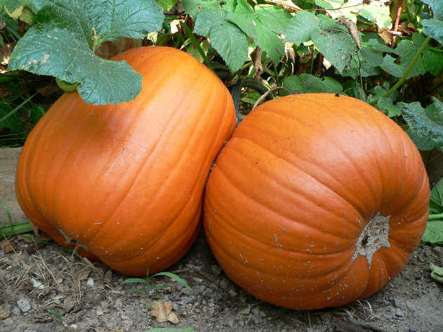 Bright orange Jack 'O Lantern pumpkin from Seattle Seed Company, featuring a classic carved face for Halloween decoration.