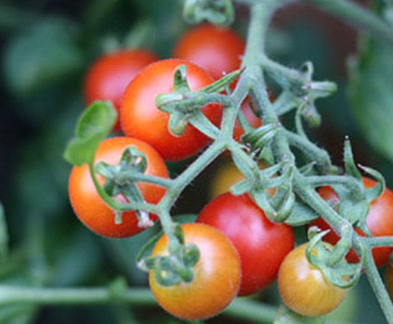 Fresh Peacevine tomato from Seattle Seed Company, showcasing ripe, vibrant red vegetables with green stems.