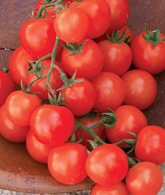 Fresh Sweetie tomato from Seattle Seed Company, bright red vegetable with smooth skin, ideal for salads and cooking.