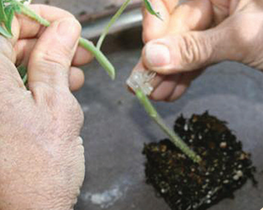 RST-04-105-T Hybrid Tomato Rootstock - Blessings Grow Meadows