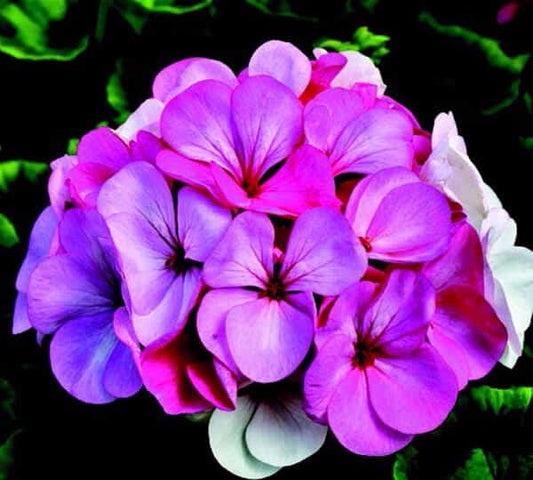 Pinto Premium White to Rose Geranium Seeds - Blessings Grow Meadows