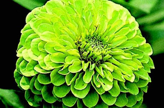 A close-up of a vibrant chartreuse-green flower with layered petals, grown from Envy Zinnia Seeds by Seeds 'n Such, resembling an heirloom zinnia and set against blurred green foliage.