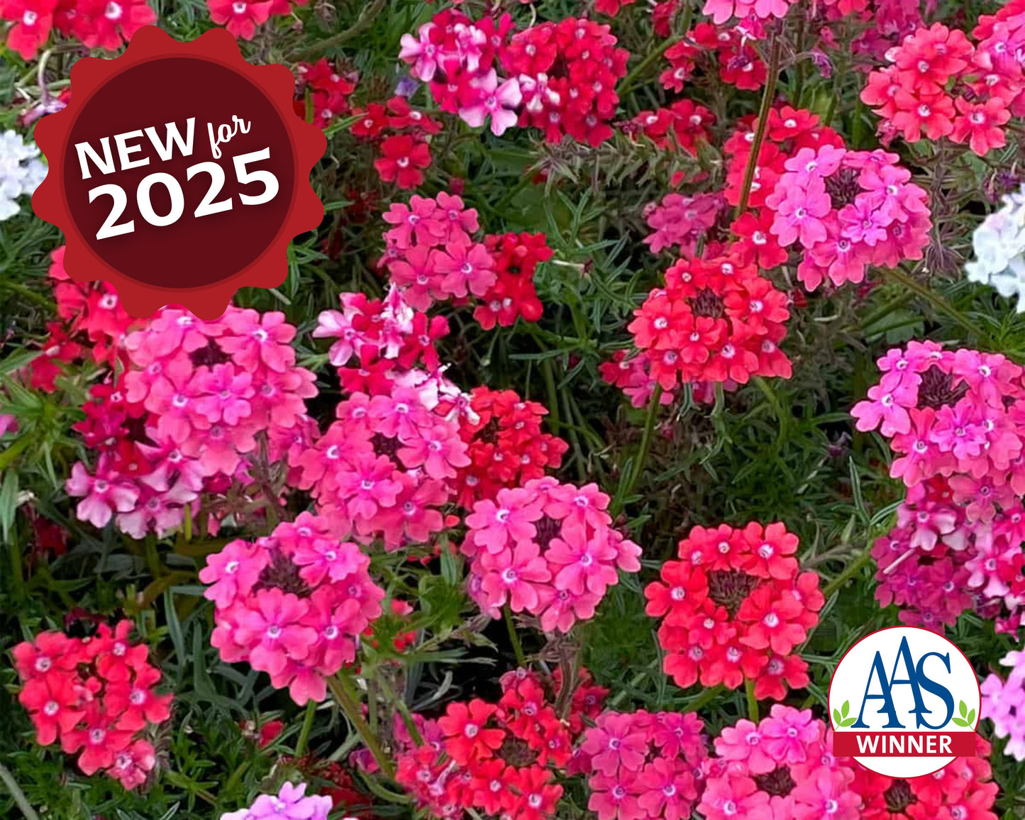 Sweetheart Kisses Verbena Seeds - Blessings Grow Meadows