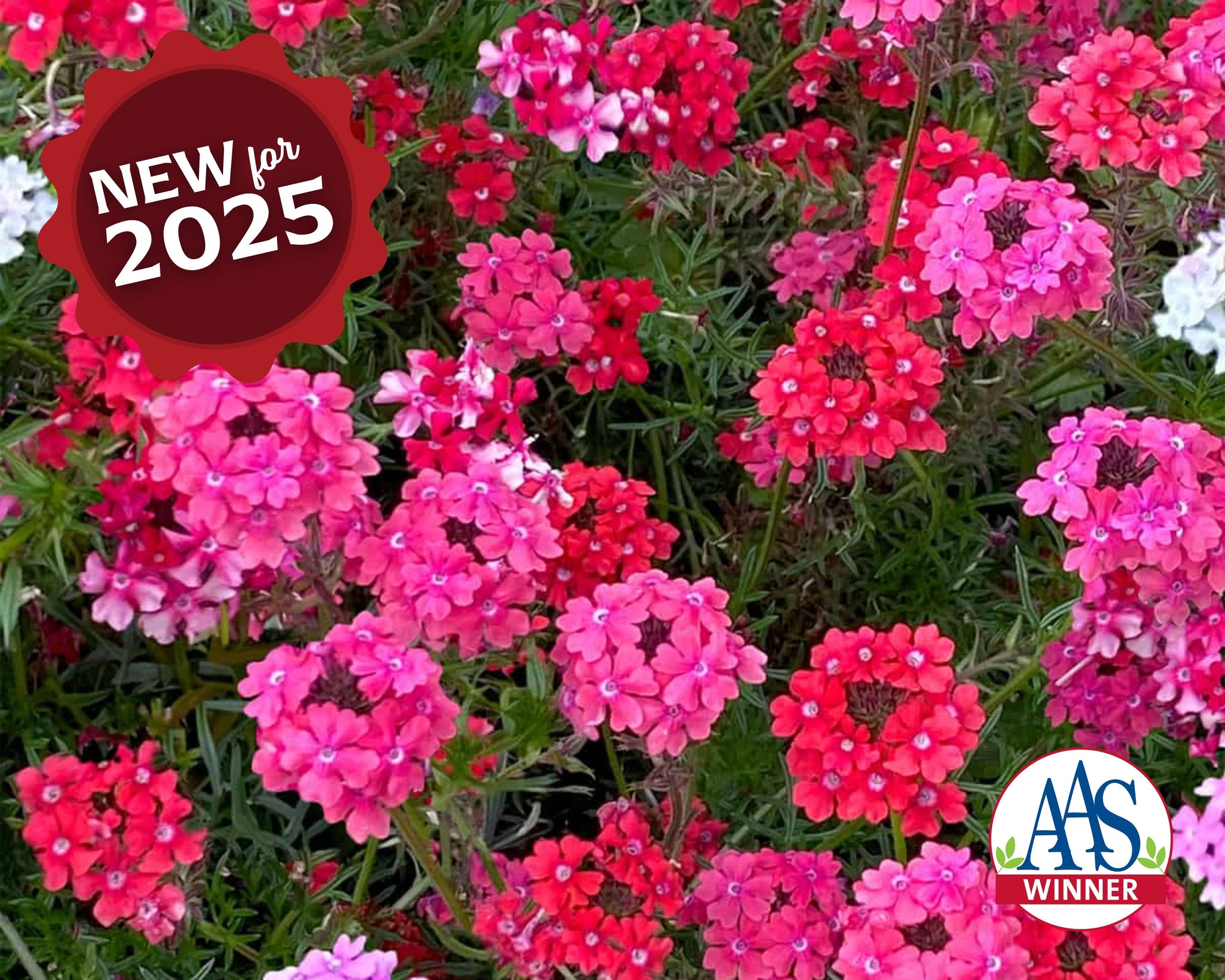 Sweetheart Kisses Verbena Seeds - Blessings Grow Meadows