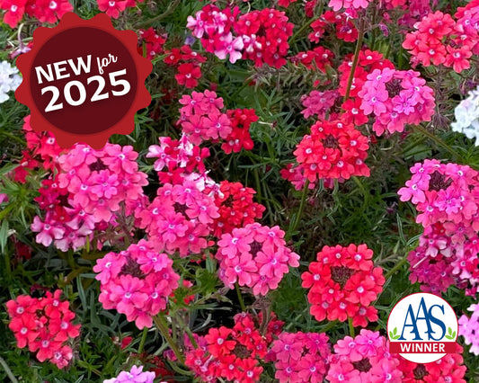 Sweetheart Kisses Verbena Seeds - Blessings Grow Meadows