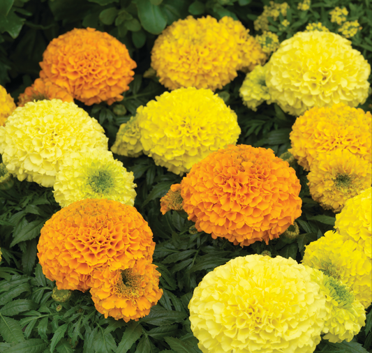 Antigua Hybrid Series Formula Mix Marigold Seeds - Blessings Grow Meadows