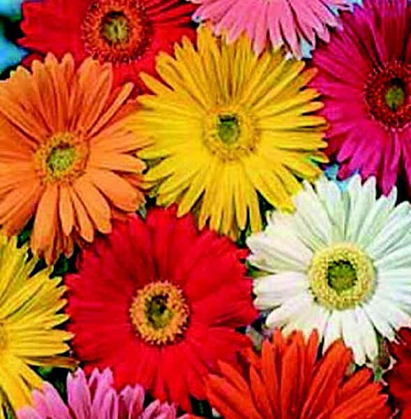 California Giants Mix Gerbera Daisy Seeds - Blessings Grow Meadows