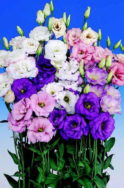 Echo Double Hybrid Mix Lisianthus Seeds - Blessings Grow Meadows