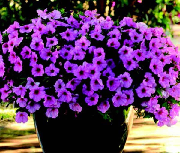Hybrid Easy Wave Pink Passion Spreading Petunia Seeds - Blessings Grow Meadows