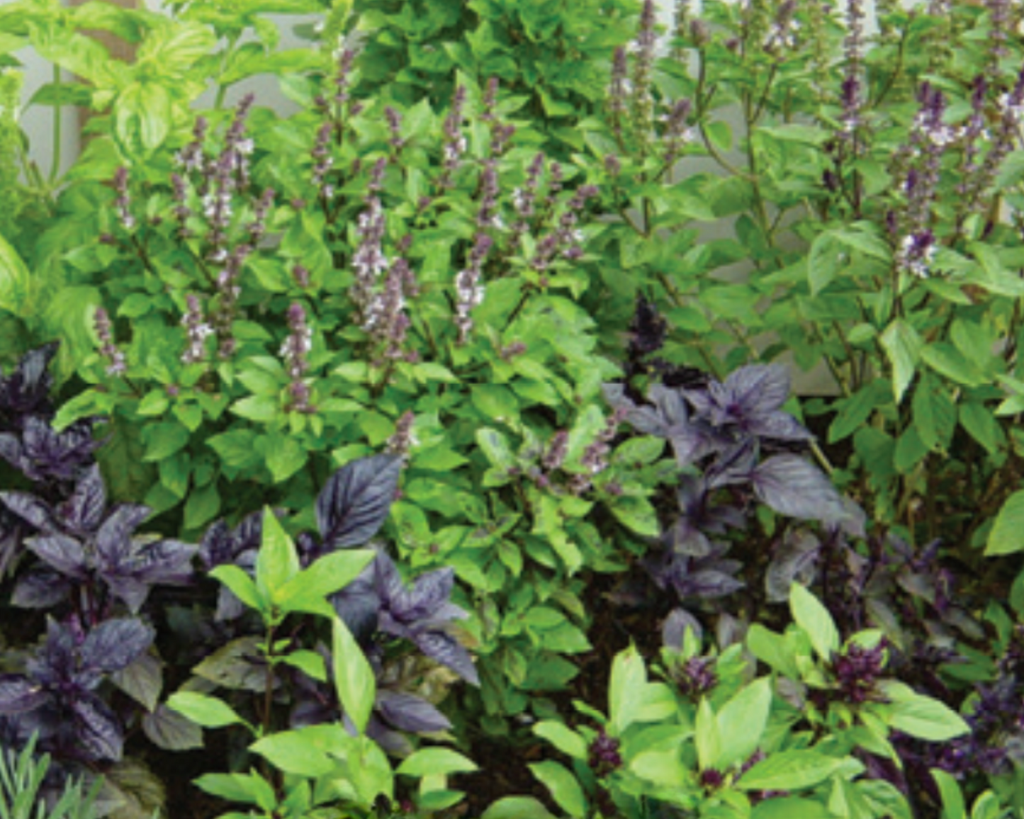 Gourmet Specialty Blend Basil Seeds - Blessings Grow Meadows