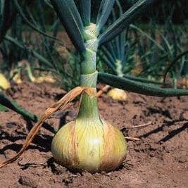 Walla Walla Sweet Onion Seeds - Blessings Grow Meadows