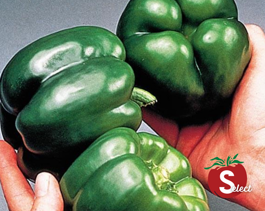 California Wonder Bell Pepper Seeds - Blessings Grow Meadows