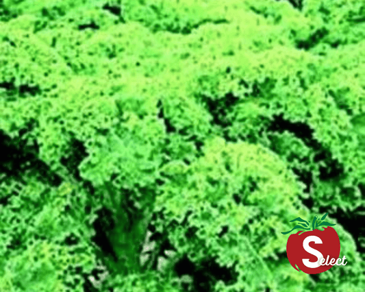 Dwarf Blue Curled Kale Seeds - Blessings Grow Meadows