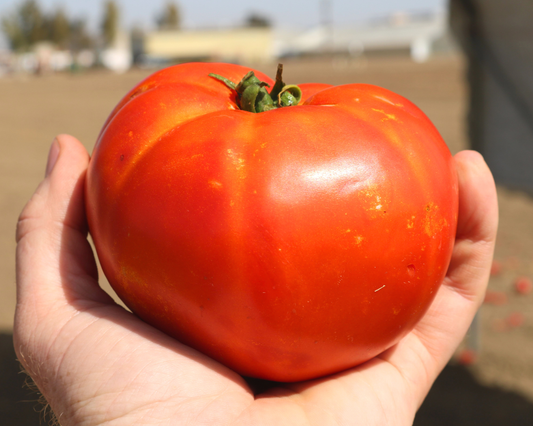 Florida 91 Hybrid Tomato Seeds - Blessings Grow Meadows