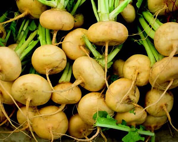 Golden Ball Turnip - Blessings Grow Meadows