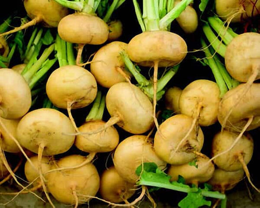 Golden Ball Turnip - Blessings Grow Meadows