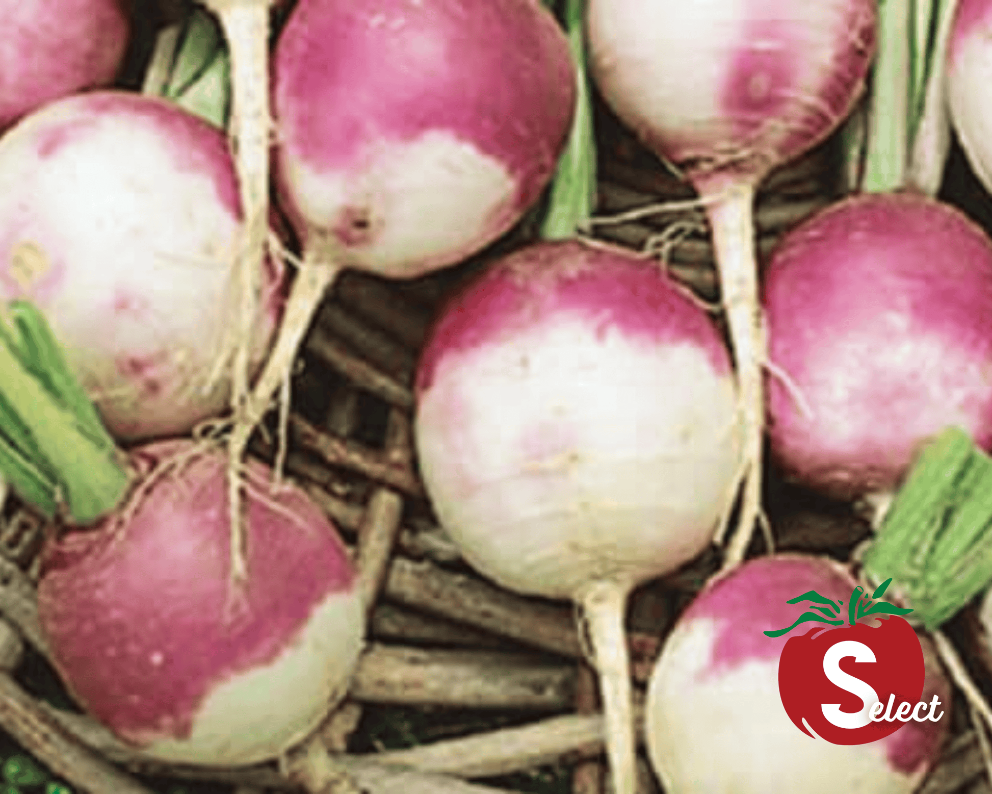 Purple Top White Globe Turnip Seeds - Blessings Grow Meadows