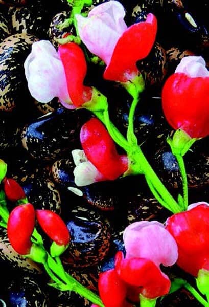 Painted Lady Runner Bean - Blessings Grow Meadows