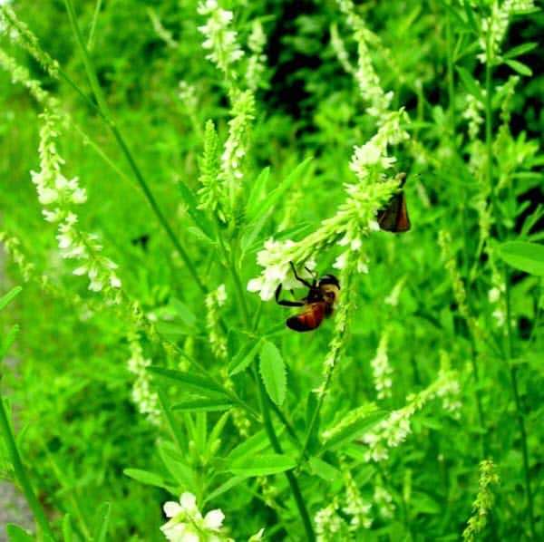 Packet of Seeds 'n Such Hubam Sweet Clover seeds in a 1-ounce packet, showing vibrant green clover seeds and packaging.