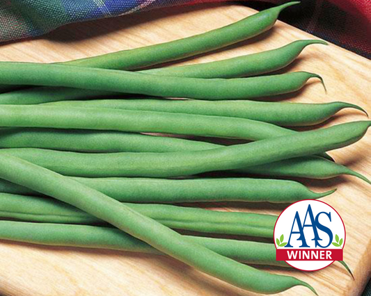 Kentucky Blue Bean Seeds - Blessings Grow Meadows