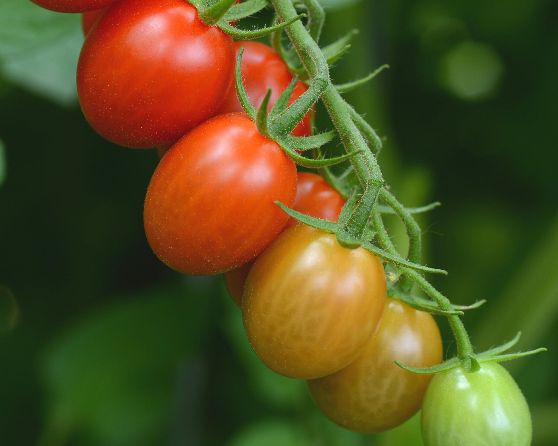 Sugar Rush Hybrid Tomato Seeds - Blessings Grow Meadows