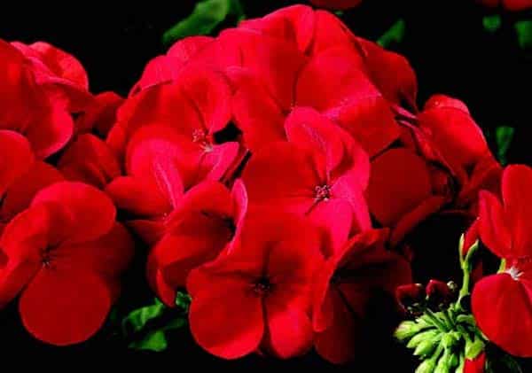 Big Red Hybrid Geranium Seeds - Blessings Grow Meadows
