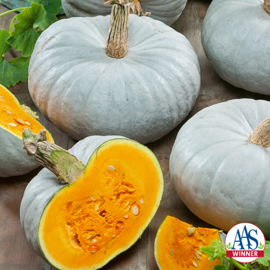 Blue Prince Hybrid Pumpkin Seeds - Blessings Grow Meadows