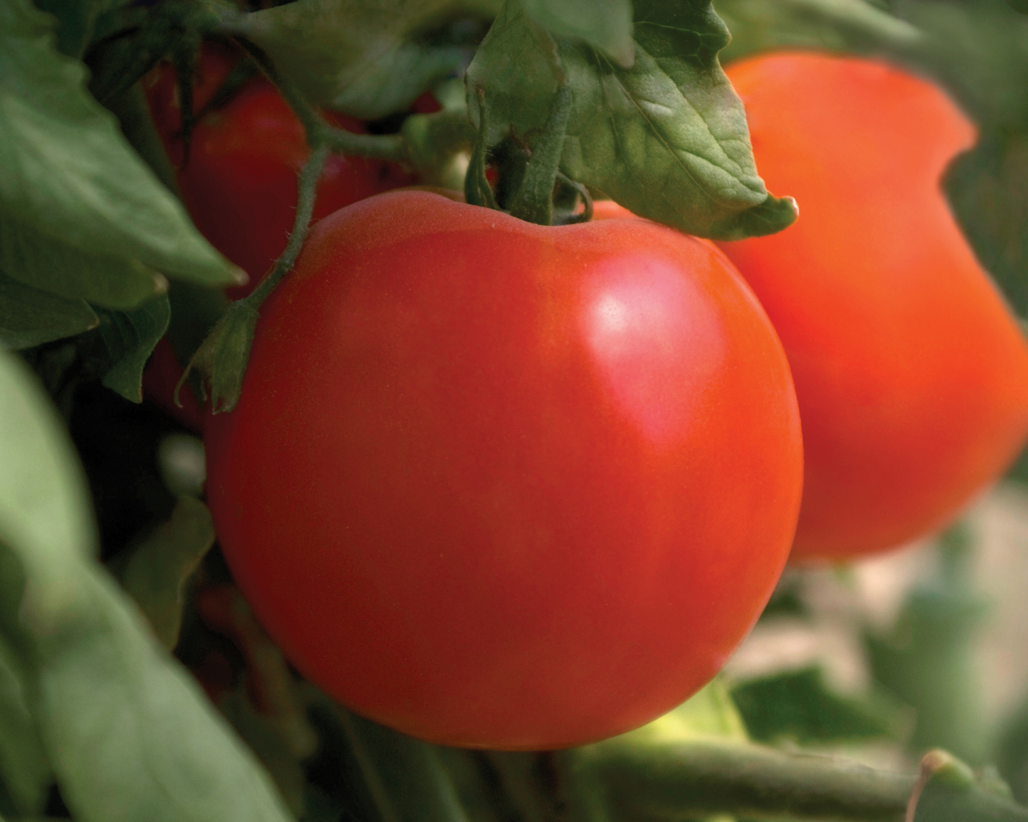 Charger Hybrid Tomato Seeds - Blessings Grow Meadows
