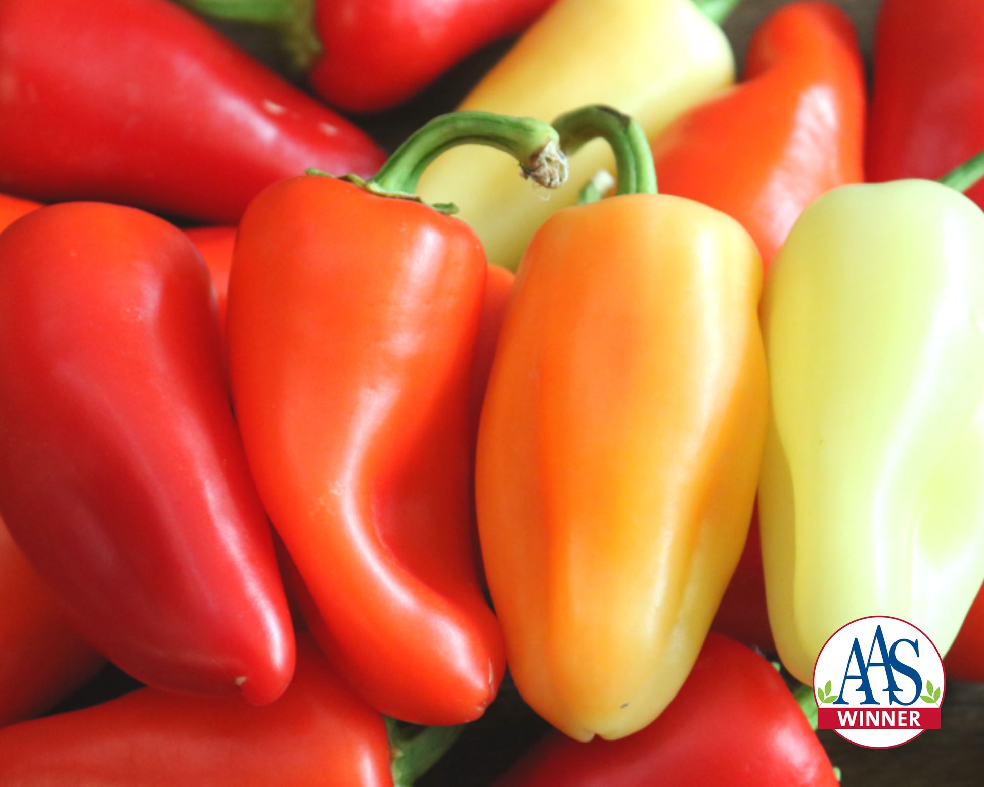 A close-up of vibrant red, orange, and yellow Mariachi Hybrid Hot Peppers from Seeds 'n Such, featuring a small “AAS Winner” logo in the lower right corner.